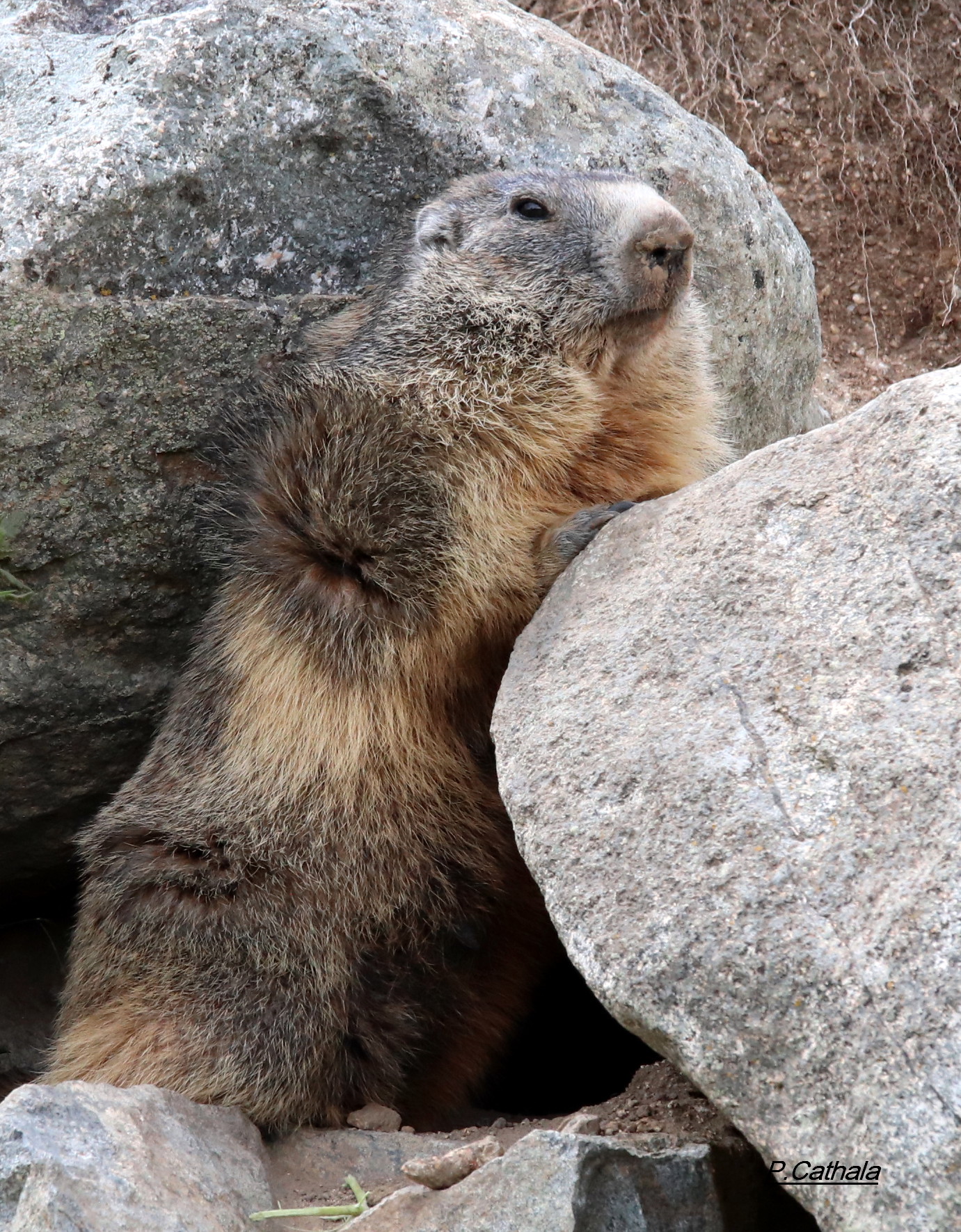Una marmota vigilant la vall d'Eyne.