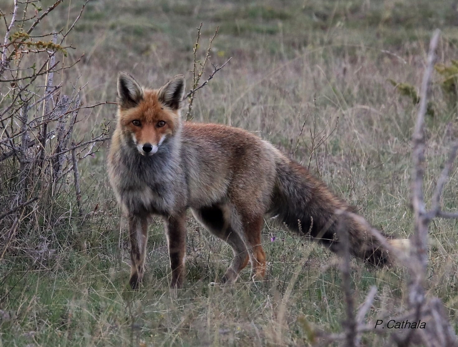 Una guineu molt sorprès en veure'm (Alta Cerdanya)
